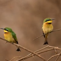Kleine Groene Bijeneters - Tanzania