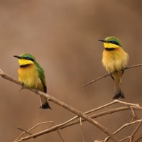 Kleine Groene Bijeneters - Tanzania
