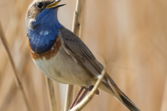 Zingende Blauwborst tussen het riet van de Waverhoek