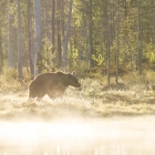 Bruine Beer - Kuhmo Finland - 4.43 uur