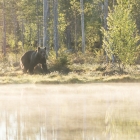 Bruine Beer - Kuhmo Finland - 4.43 uur