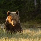 Bruine Beer - Kuhmo Finland - 4.43 uur