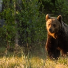 Bruine Beer - Kuhmo Finland - 4.43 uur