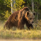Bruine Beer - Kuhmo Finland - 4.43 uur