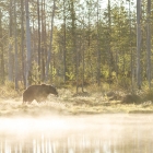 Bruine beer in de vroege morgen - Finland