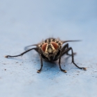 Macro van huisvlieg