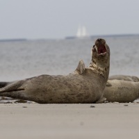Zeehonden op Düne