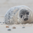Zeehond op het Noordzeestrand van Düne