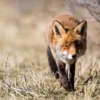 De beroemde vos van de Amsterdamse Waterleidingduinen