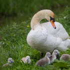 Swan family