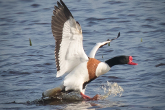 Bergeend op het Landje van Geijsel