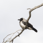 bonte-kraai-0478-c89