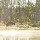 Bruine beer - Finland