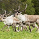 rennende-rendieren-7100