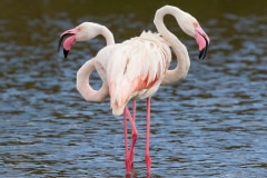 Flamingo's in Arusha National Park, Tanzania