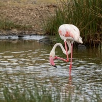 Flamingo's in Arusha National Park, Tanzania