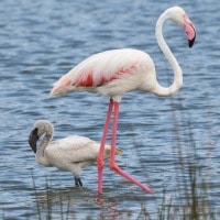 Flamingo's in Arusha National Park, Tanzania
