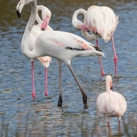 Flamingo's in Arusha National Park, Tanzania