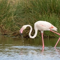Flamingo's in Arusha National Park, Tanzania