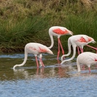 Flamingo's in Arusha National Park, Tanzania