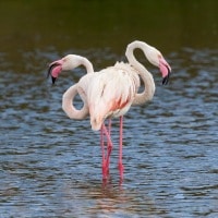 Flamingo's in Arusha National Park, Tanzania