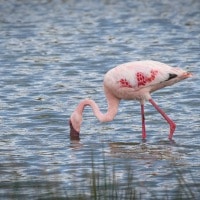 Kleine flamingo in Arusha National Park, Tanzania