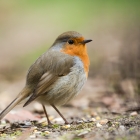 Roodborstje - Fotohut Gooi