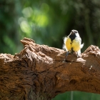 zwartkopmees-hoenderloo-7762