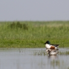 Fotohut Marken - Slobeend