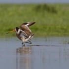 Fotohut Marken - badende Grutto