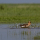 Fotohut Marken - badende Grutto