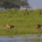 Fotohut Marken - Ruziënde Grutto's