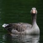 Grauwe gans