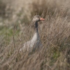 Grauwe gans op het Melkmeent