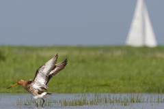 Marken - Grutto & Zeilschip