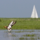 Marken - Grutto & Zeilschip