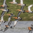 Grutto's op het Landje van Geijsel