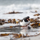 dune2015-scholeksters-6007