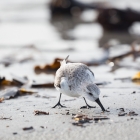 dune2015-strandlopers-5972