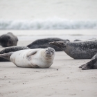 dune2015-zeehonden-4968