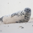 dune2015-zeehondenpup-5008