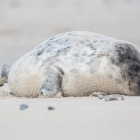 dune2015-zeehondenpup-5048