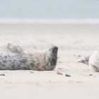 dune2015-zeehondenpups-5078