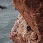 helgoland2015-5584-c35