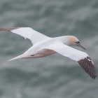 helgoland2015-janvangent-5550