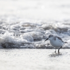 helgoland2015-strandloper-5922