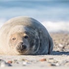 helgoland2015-zeehondenpup-4881