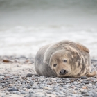 helgoland2015-zeehondenpup-5308-c53