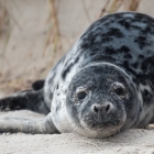 helgoland2015-zeehondenpup-5318