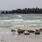 Slapende zeehonden op Düne